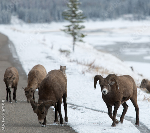 Bighorn sheep crossing a road in snow