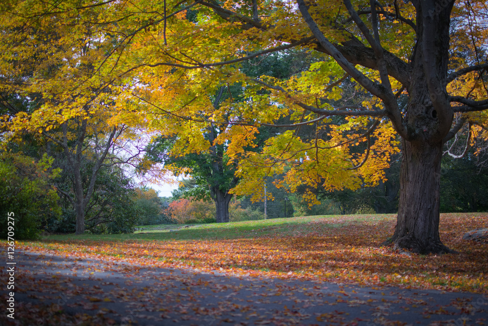 Naklejka premium Fall Color