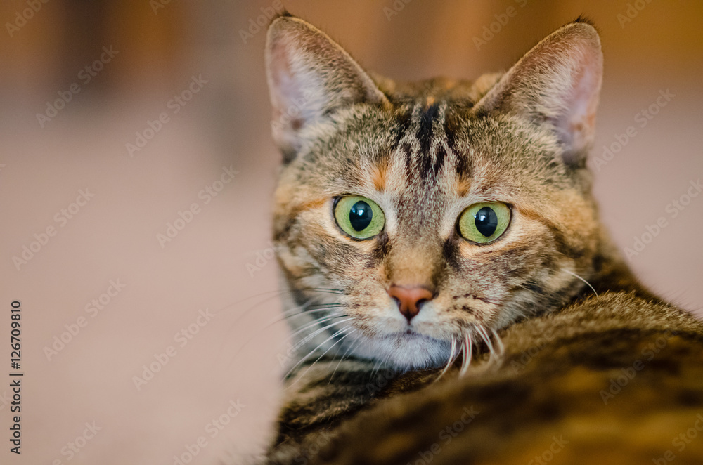Portrait of a wide-eyed tabby cat.