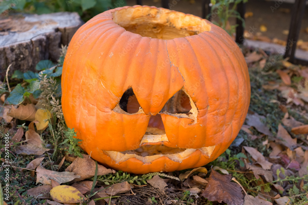 Jack O Lantern Jack O Lantern