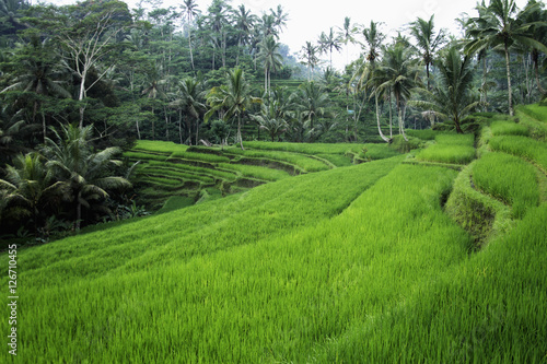 terraced rice paddies Ubud, Bali