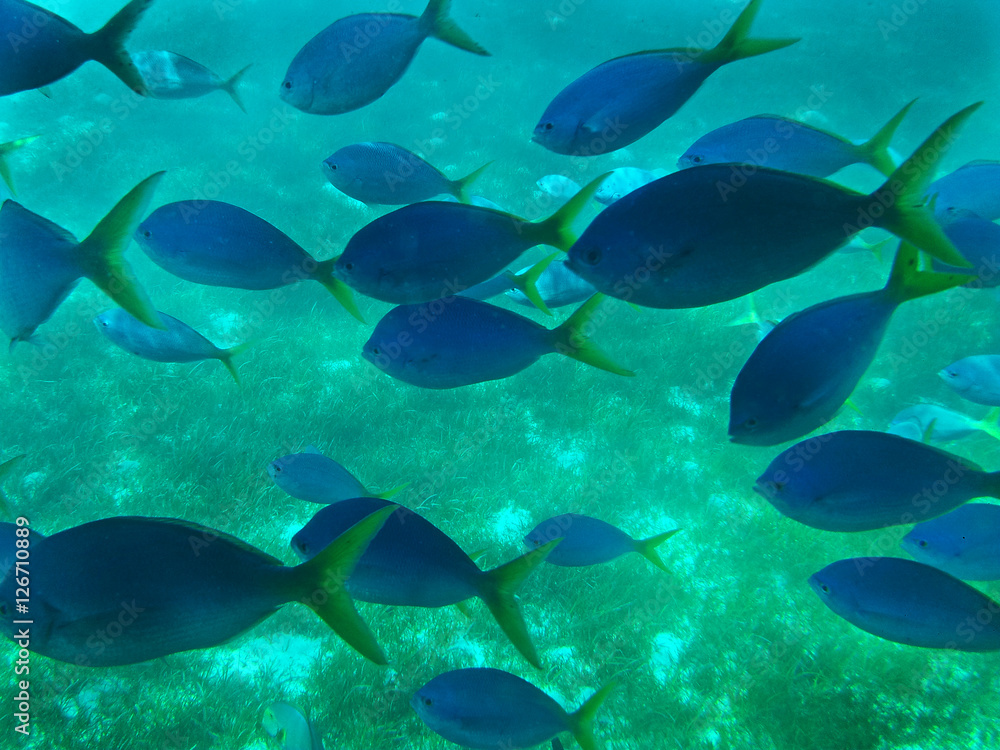 Fototapeta premium Fish School