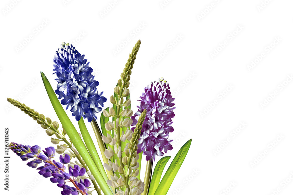 Obraz premium lupines beautiful flowers on a white background