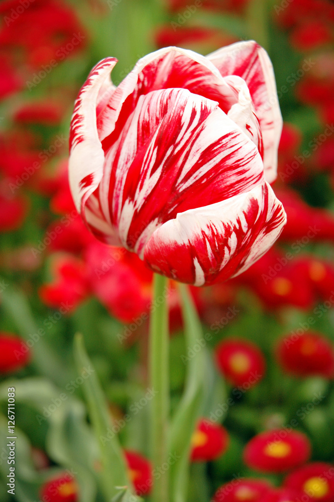 Red and White Tulip Red and White Tulip