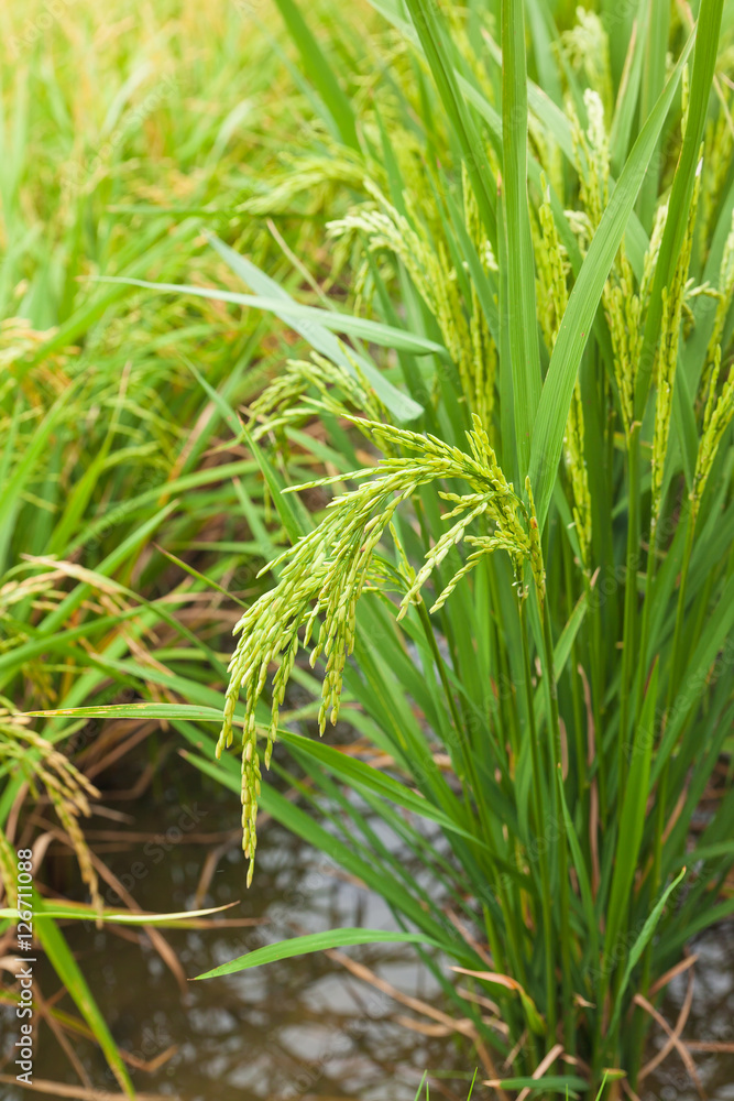 Rice spike in the field. Rice spike in the field.