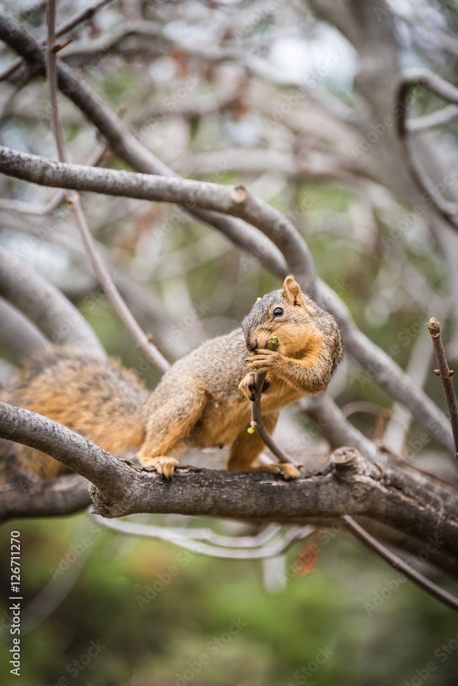 Squirrel eating on tree branch. Squirrel eating on tree branch.