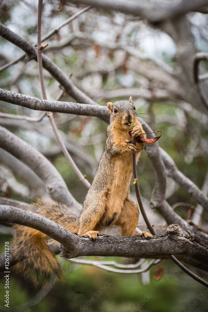 Squirrel standing on tree and eating from branch. Squirrel standing on tree and eating from branch.