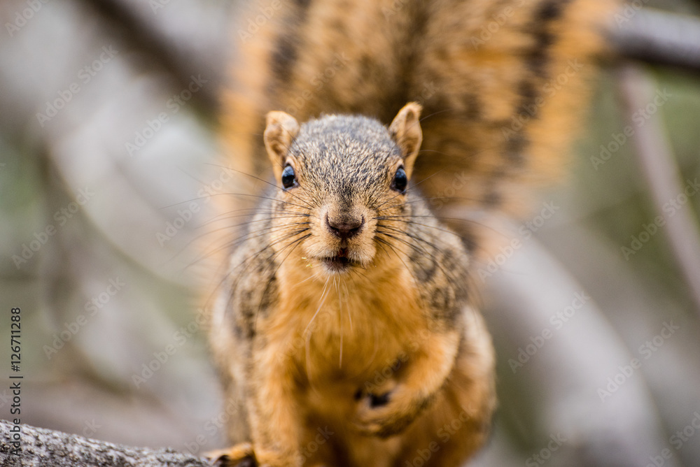 squirrel squirrel