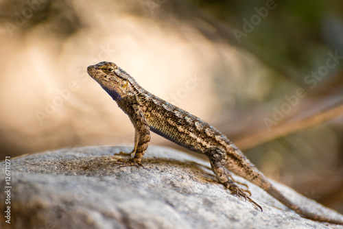 Lizard on a rock.