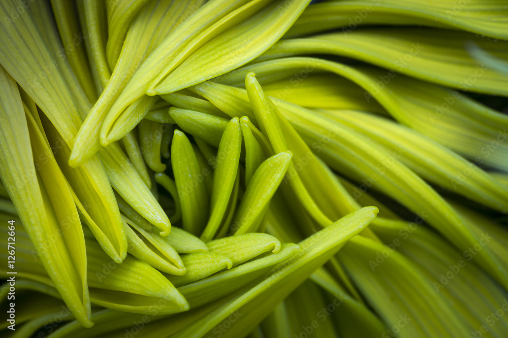 close-up of sunflower petals close-up of sunflower petals