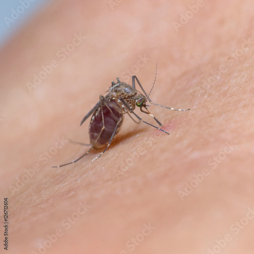 Close-up of a mosquito sucking blood on human skin.