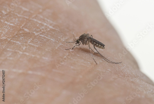 Close-up of a mosquito sucking blood on human skin.