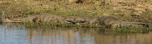 Two Nile Crocodiles  Crocodylus niloticus  - Sabi Sands Game Reserve  South Africa