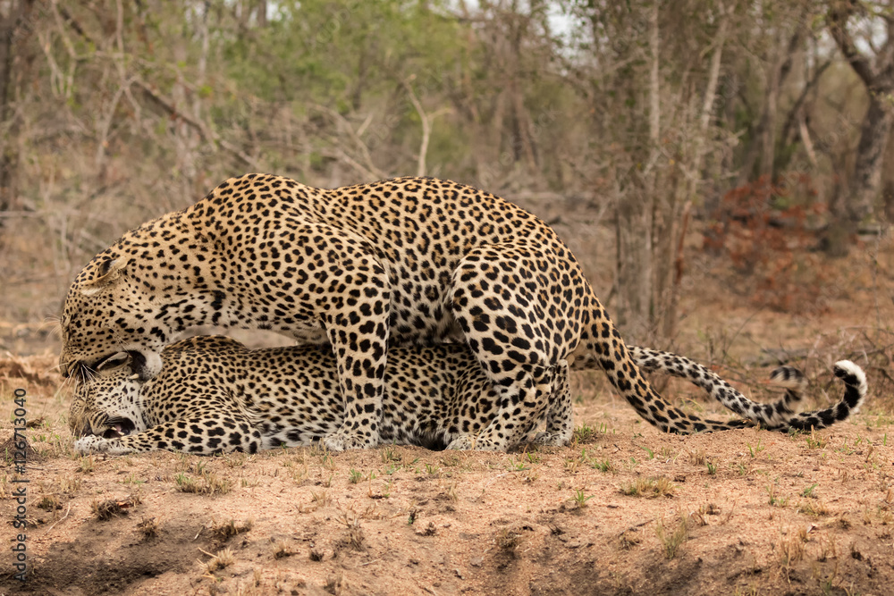 Obraz premium Pair of Leopards Mating - Sabi Sands Game Reserve, South Africa - Male concludes mating by biting female on the neck before withdrawing. After about 10 minutes, the whole drama begins again!