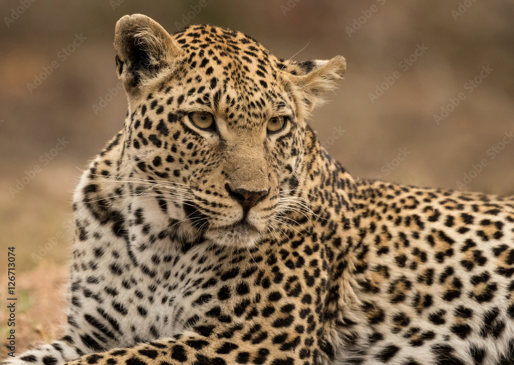 Obraz premium Leopard Lying Down (Panthera pardus) - Sabi Sands Game Reserve, South Africa