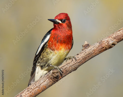 Red-breasted Sapsucker, Pacific Northwest Bird