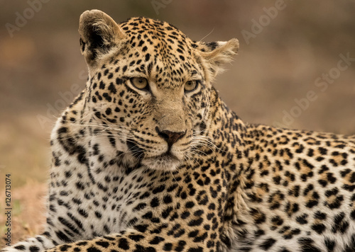 Leopard Lying Down (Panthera pardus) - Sabi Sands Game Reserve, South Africa