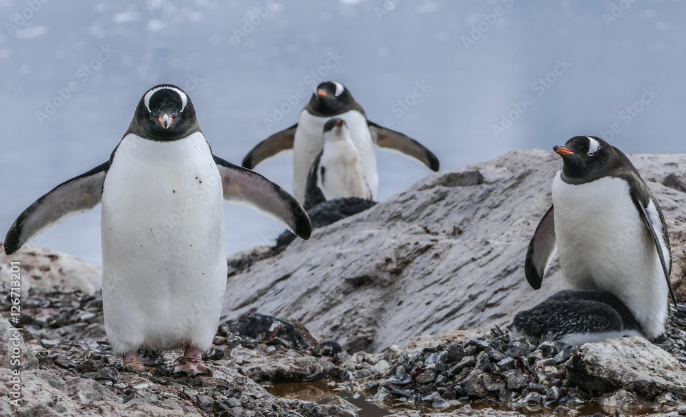Obraz premium Gentoo Penguins sunning