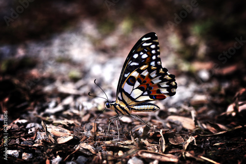 Beautiful butterfly