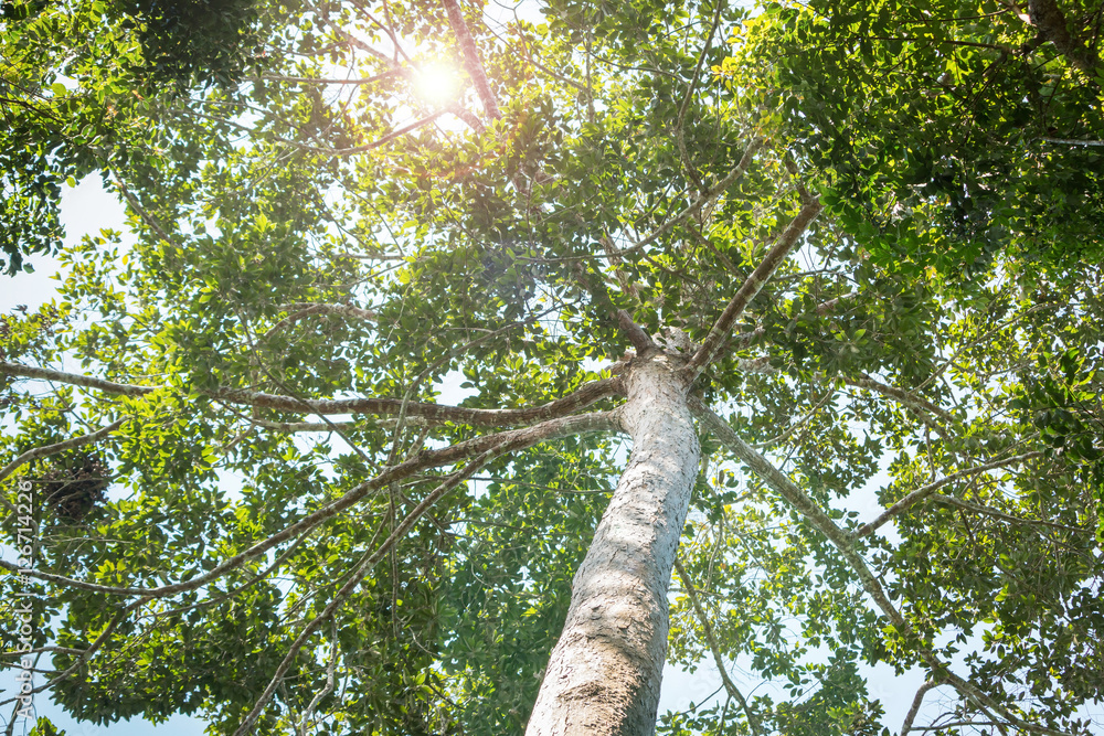 Fototapeta premium Look up big tree