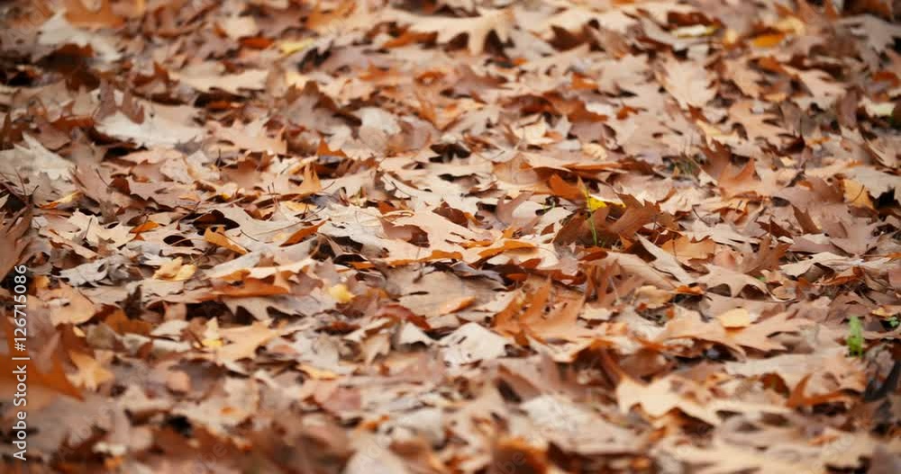 Leaf fall in the autumn city park. Leaf fall in the autumn city park.
