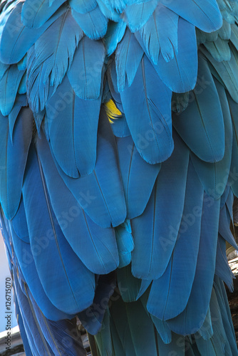 Colorful of  blue and gold Macaw bird's feathers, exotic nature background and texture ,wings macaw feathers photo