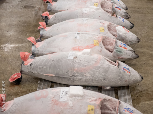 Tuna at Tsukiji fish market auction, Tokyo