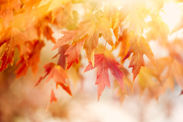 Autumn Thanksgiving Leaves Background