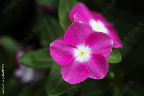 beautiful pink flower