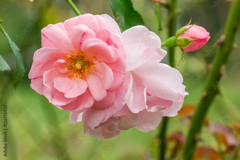 Fototapeta premium pink rose in the garden