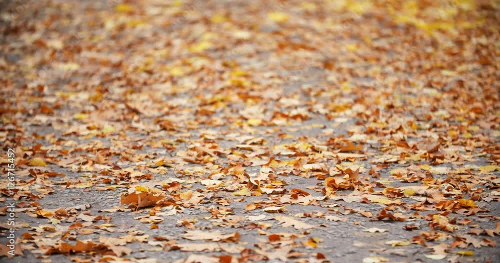 Leaf fall in the autumn city park. Leaf fall in the autumn city park.