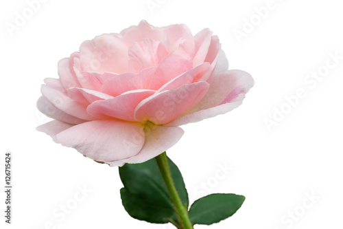 Fototapeta Naklejka Na Ścianę i Meble -  isolated pink rose on white background