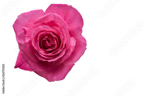 isolated pink rose on white background