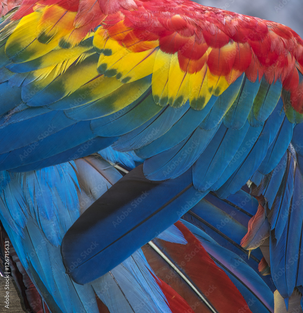 Obraz premium Colorful of Scarlet Macaw bird's feathers, exotic nature background and texture ,wings macaw feathers