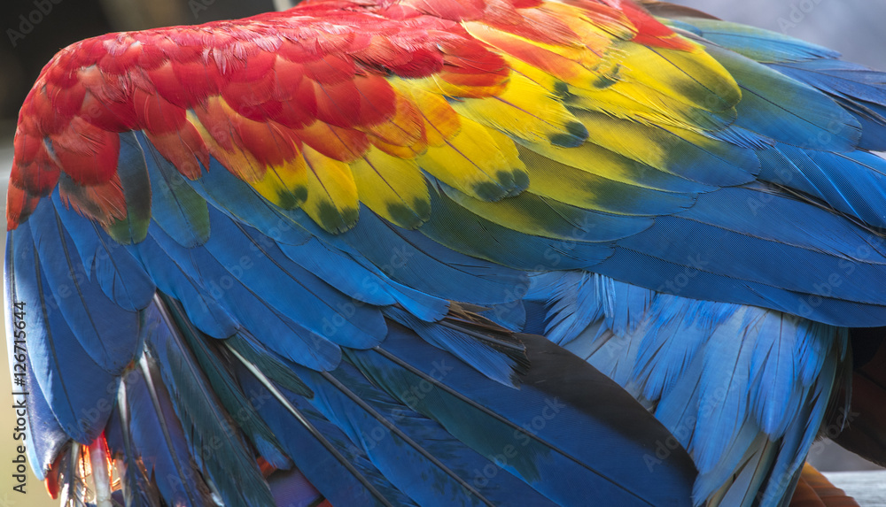 Fototapeta premium Colorful of Scarlet Macaw bird's feathers, exotic nature background and texture ,wings macaw feathers
