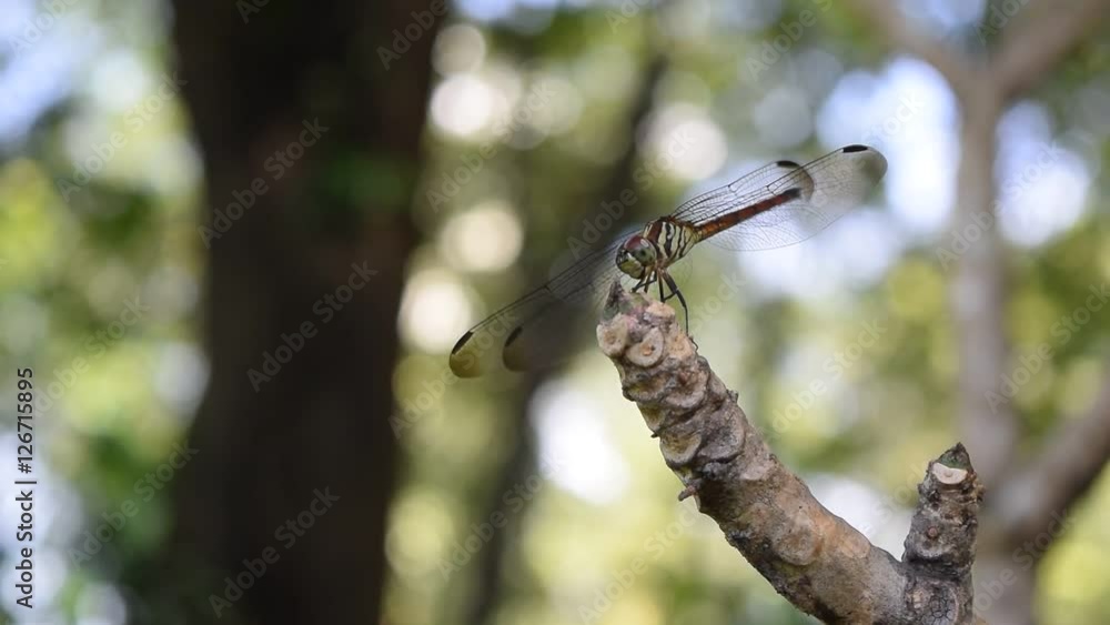 Dragonfly in the nature habitat Dragonfly in the nature habitat