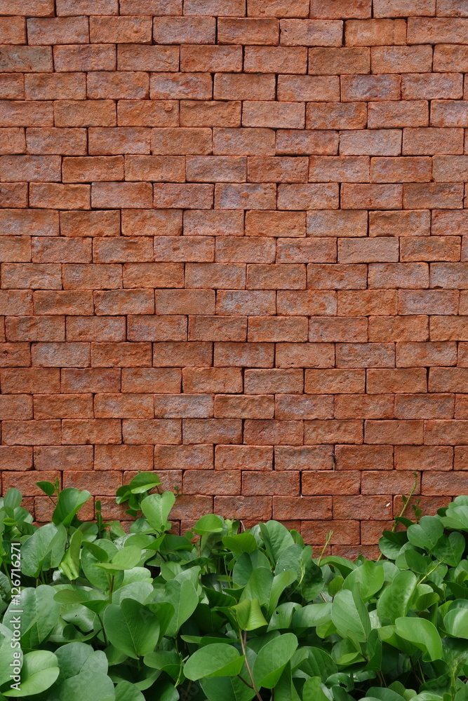 Green leaves of beach morning glory with orange brick wall background Green leaves of beach morning glory with orange brick wall background