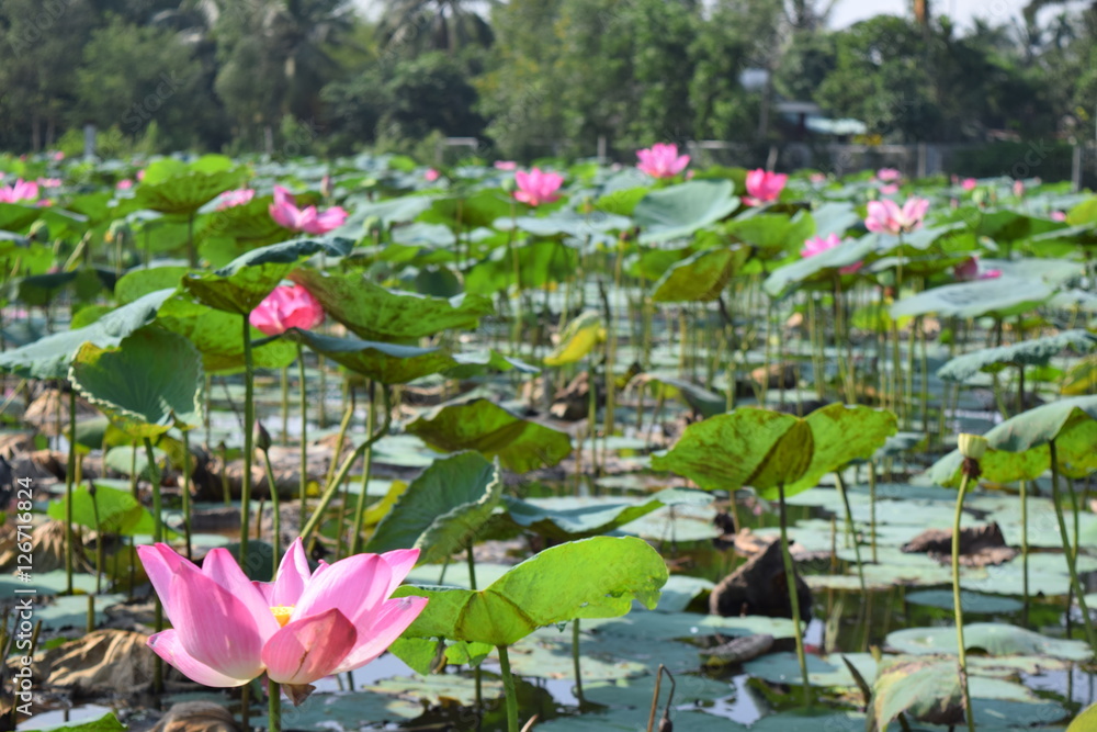 lotus pond with pink flowers in Vietnam countryside lotus pond with pink flowers in Vietnam countryside