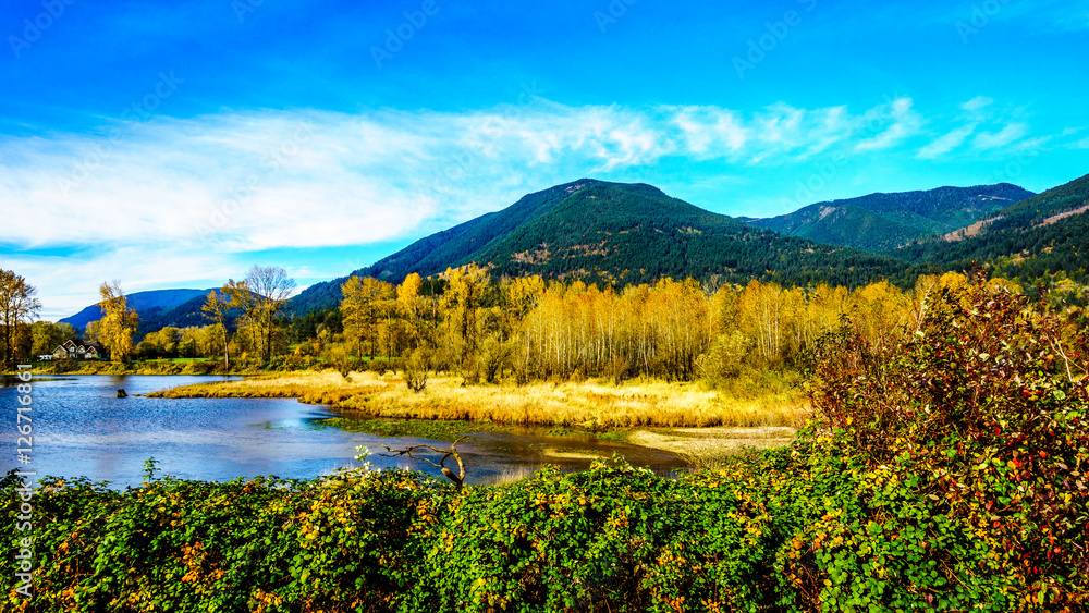 Fall Colors around Nicomen Slough, a branch of the Fraser River, as it flows through the Fraser Valley of British Columbia
