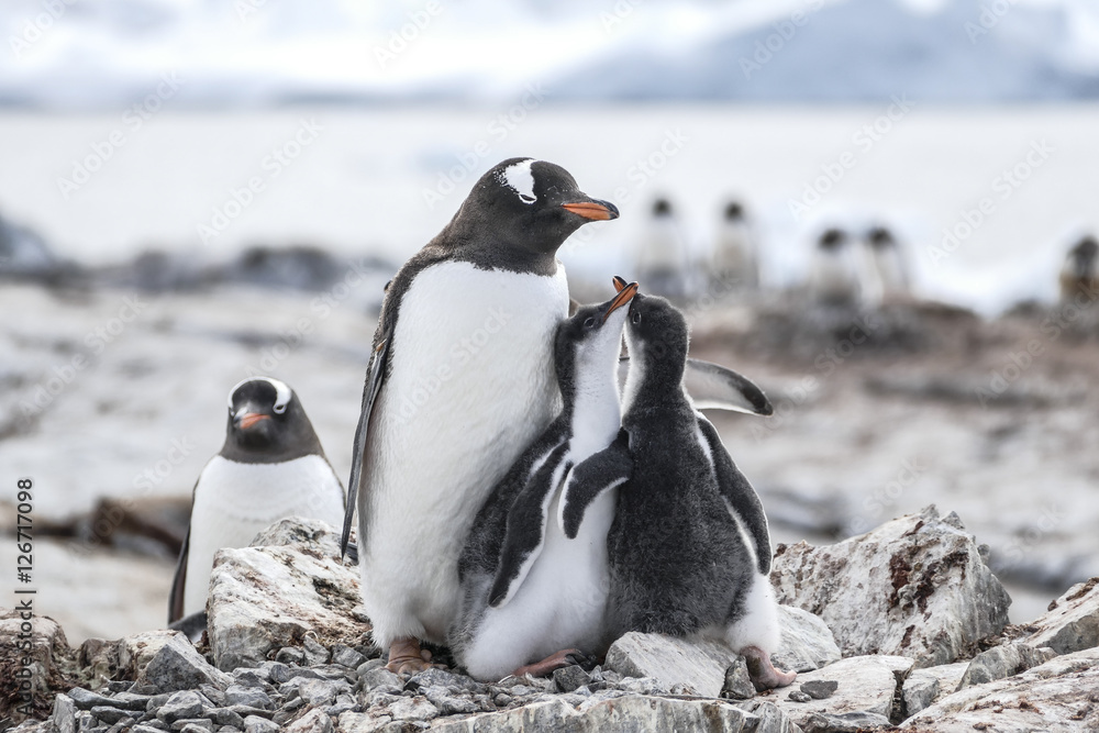 Naklejka premium Gentoo Penguin and two chicks