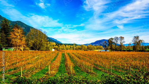 Fall Colors of Blueberry Fields in the Fraser Valley of British Columbia