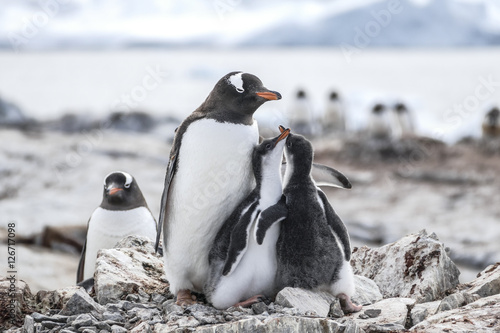 Gentoo Penguin and two chicks