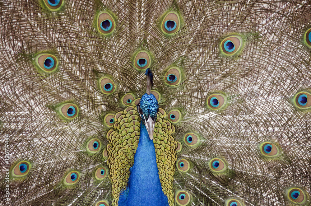 Obraz premium peacock