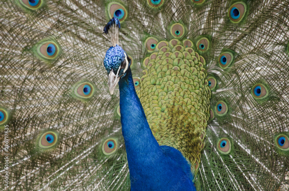 Obraz premium peacock