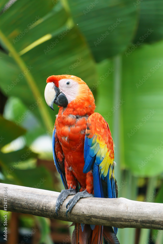 Fototapeta premium macaw parrots in nature