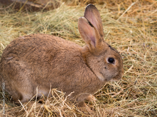 brown domestic rabbit