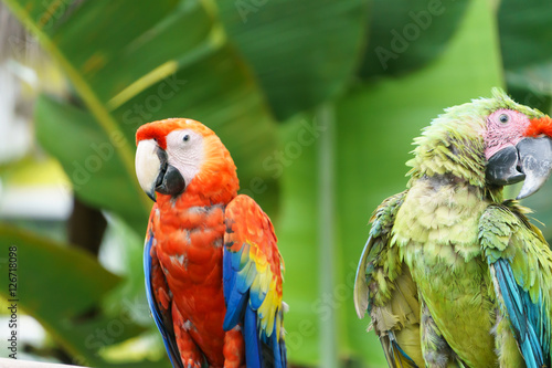 tropical parrots in nature