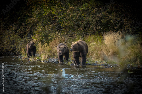 Alaskan Grizzly sow with two cubs next to a river with seagull. 