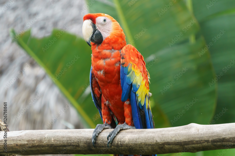 beautiful red parrot in nature
