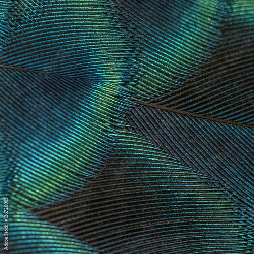 close-up peacock feathers beautiful bird feathers